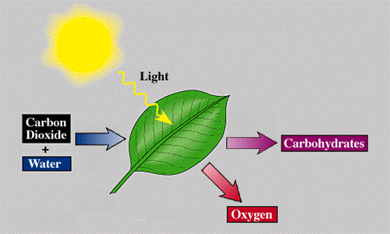 chloro-photosynthesis
